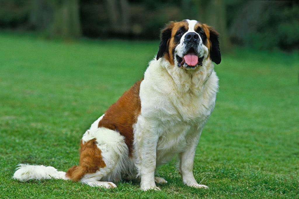 Bilu